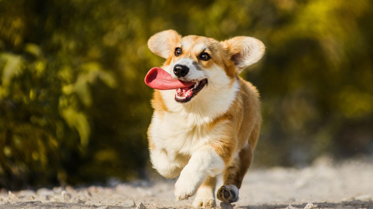 Montreal Is Hosting A Corgi Party