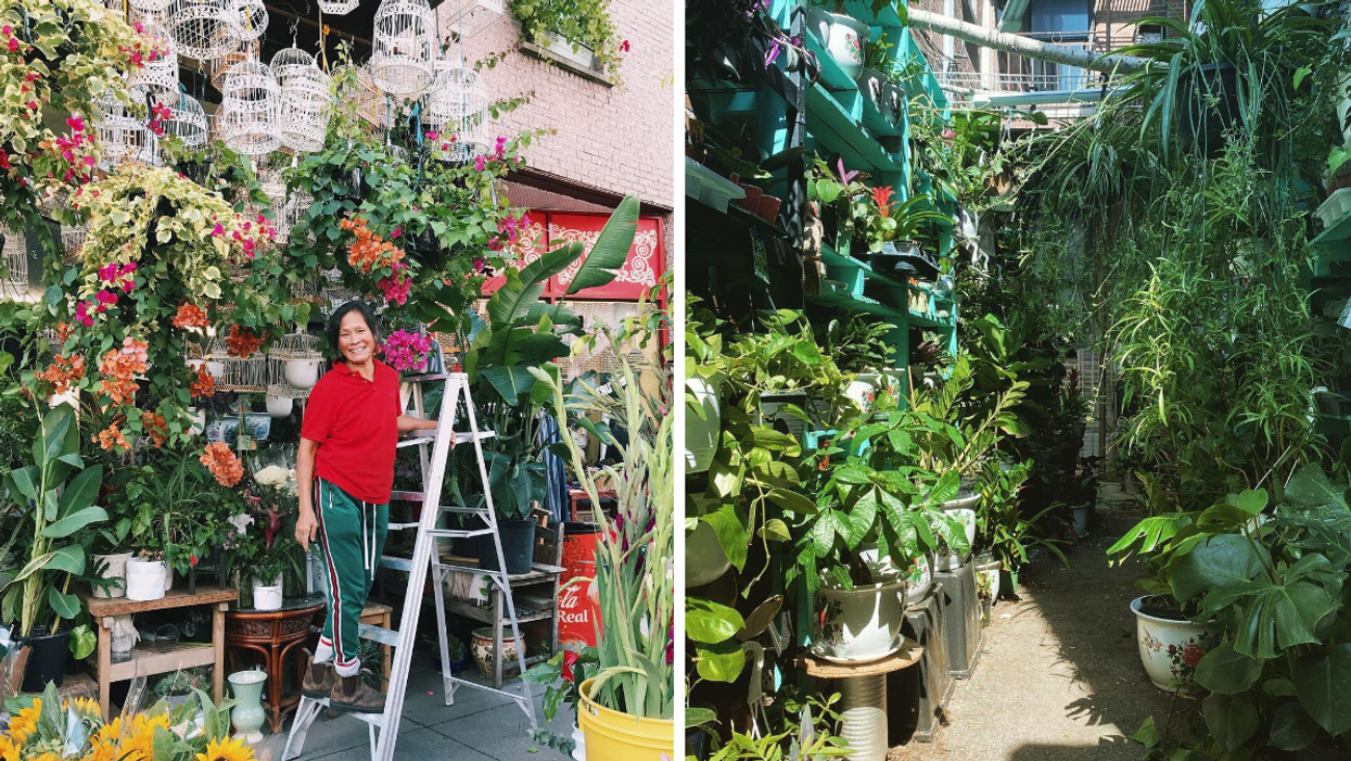 Montreal's Dragon Flowers Shop Is Having A Big Sale This Weekend With Up To 50% Off Plants
