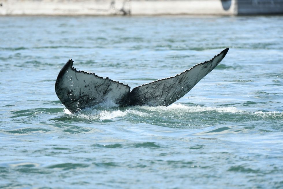 Montreal's Whale Was Probably Killed When It Got Hit By A Boat