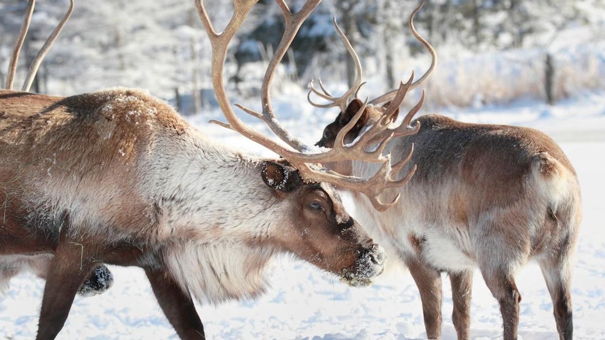 No Joining In Reindeer Games! Quebec Is Warning You To Leave The Caribou Alone Or Else $$$