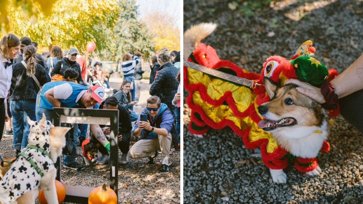 People take photos of a costumed pup in a photobooth in the fall. Right: A dog dressed as a dragon.
