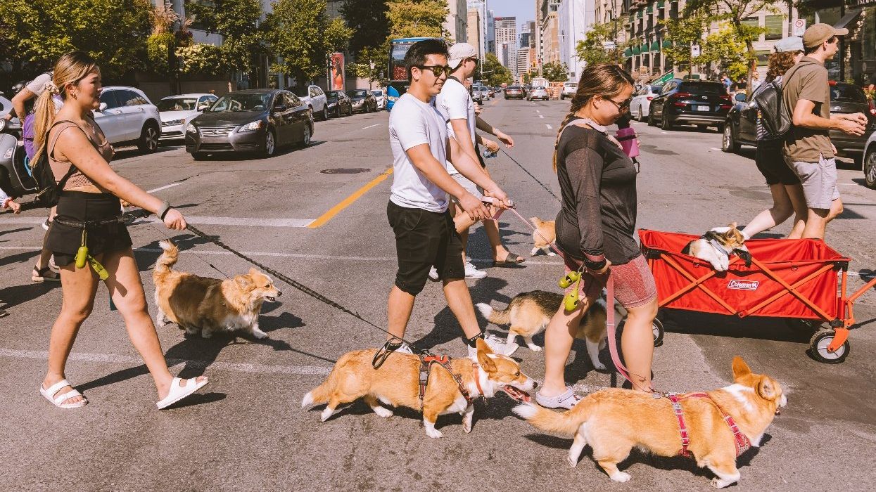 People walk their dogs in Montreal.
