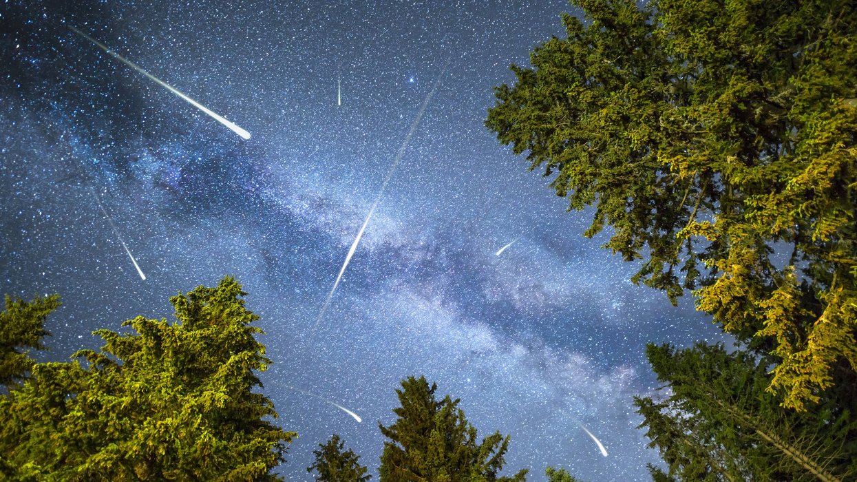 Pine trees silhouette Milky Way meteor shower. A view of a Meteor Shower and the Milky Way with a pine trees forest illuminated in the foreground.
