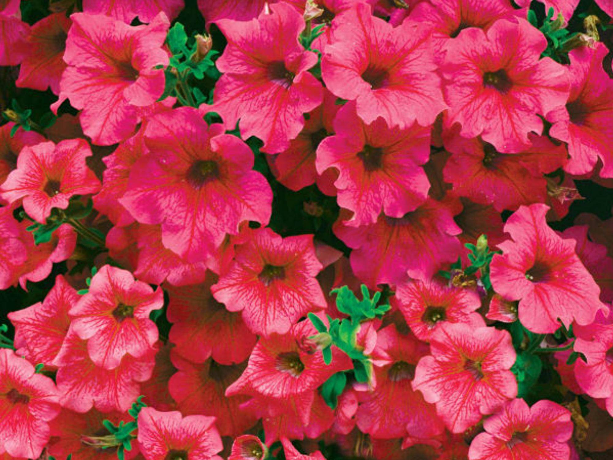 Pink petunias.