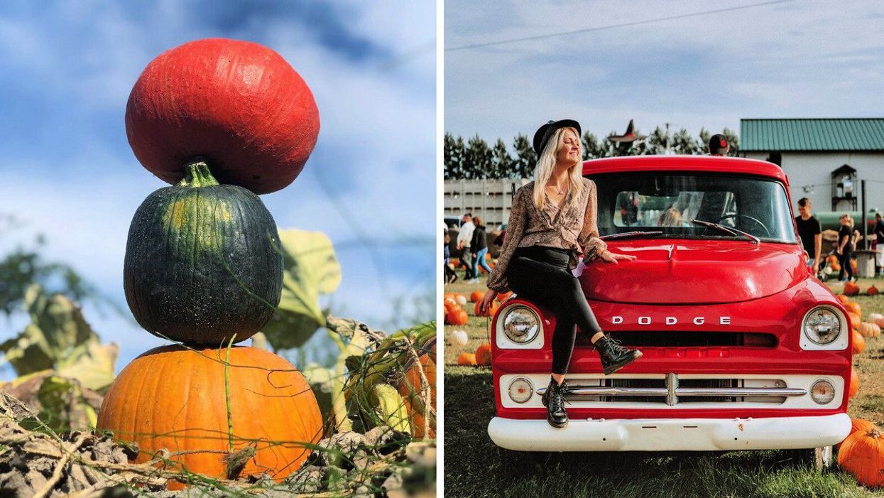 Pumpkins and squash in a field. Right: Someone sits on a red truck surrounded by pumpkins.
