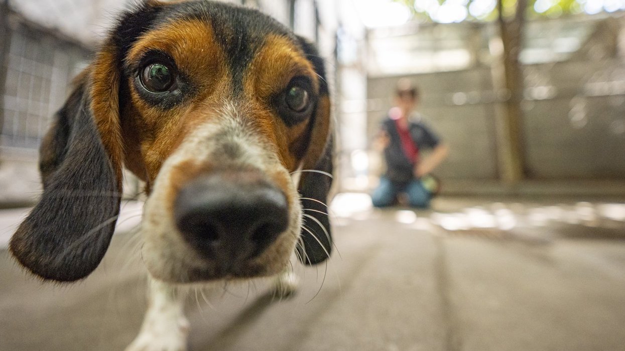 Quebec Court of Appeal hears case on pet clauses