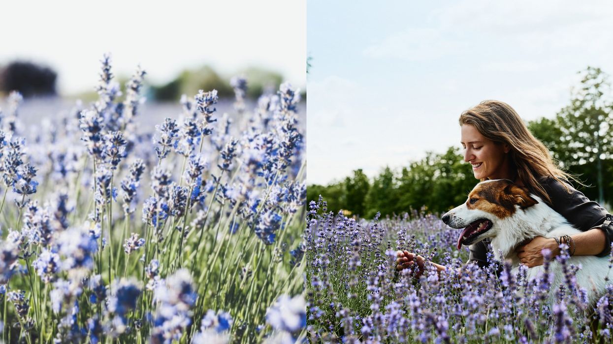 Quebec's Bleu Lavande Is Moving To A Stunning New Location