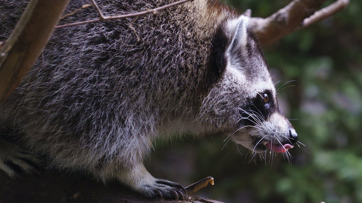 Rabies vaccination operation comes to Montreal