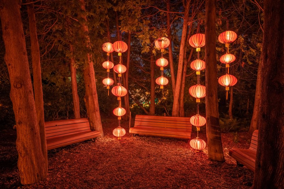 Red lanterns hang from trees over benches in the forest.