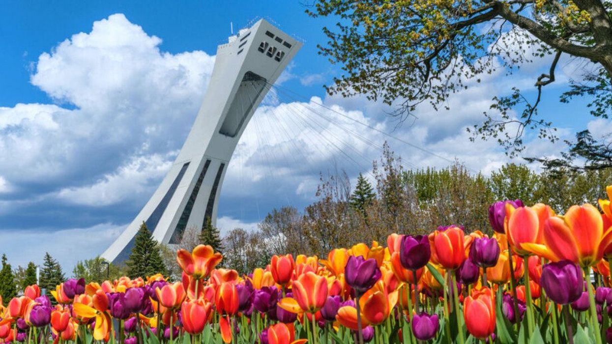Red, yellow and purple tulips in front of the Montreal Olympic Tower.