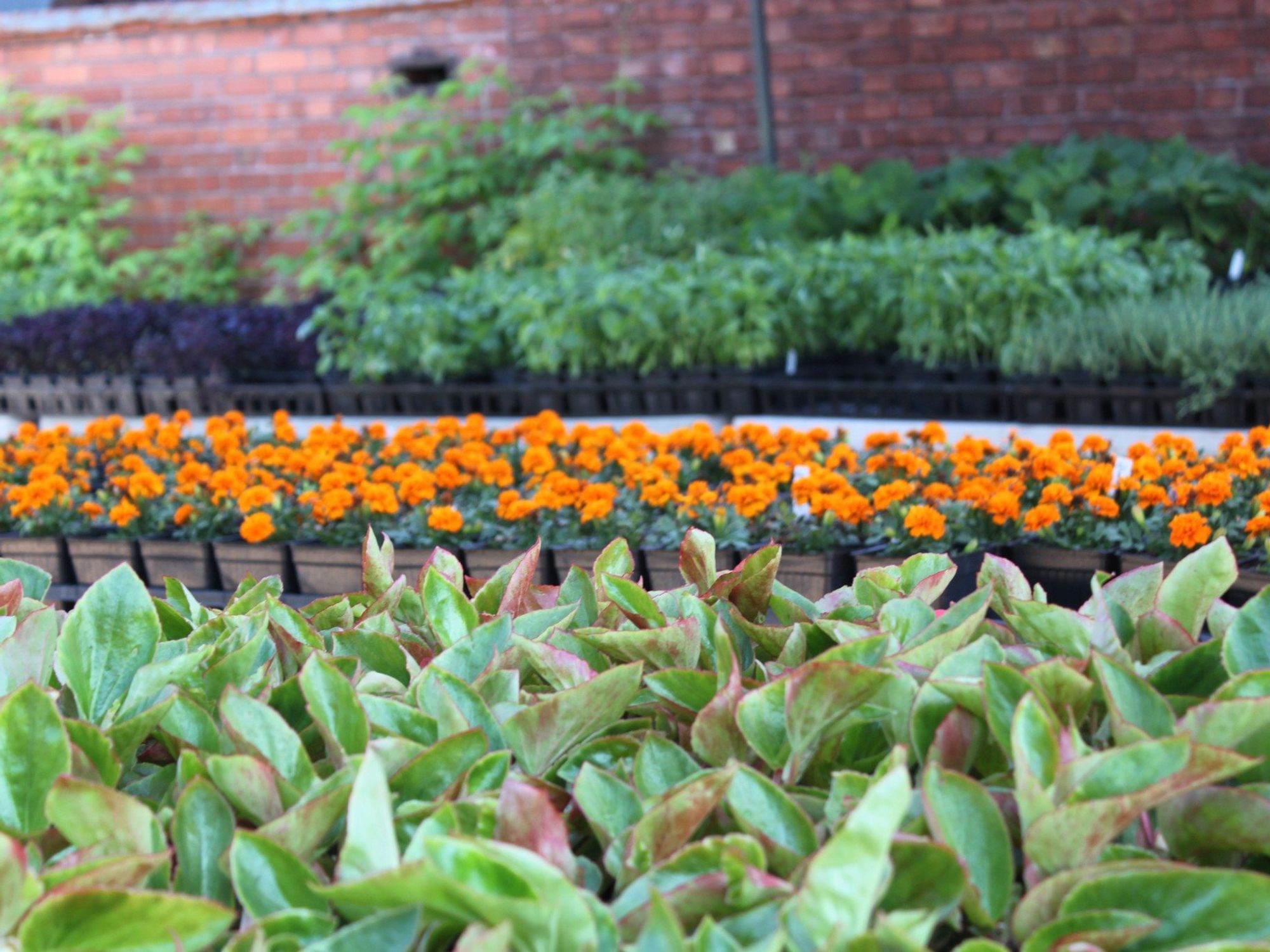 Rows of orange potted flowers and green leafy plants.