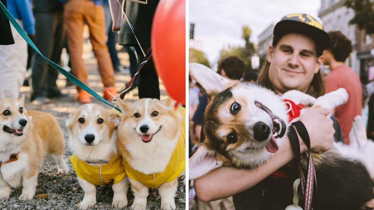 Several corgi dogs dressed up for a corgi parade in Montreal. 