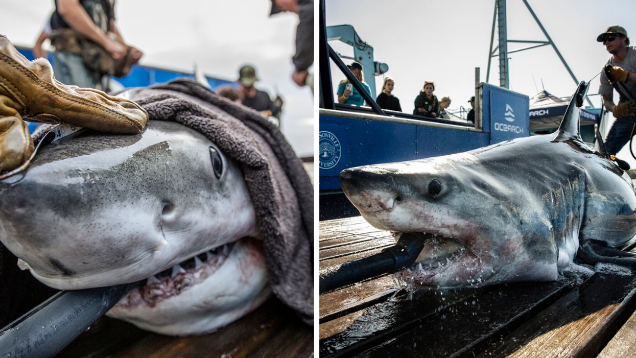 Sharks tagged by OCEARCH.