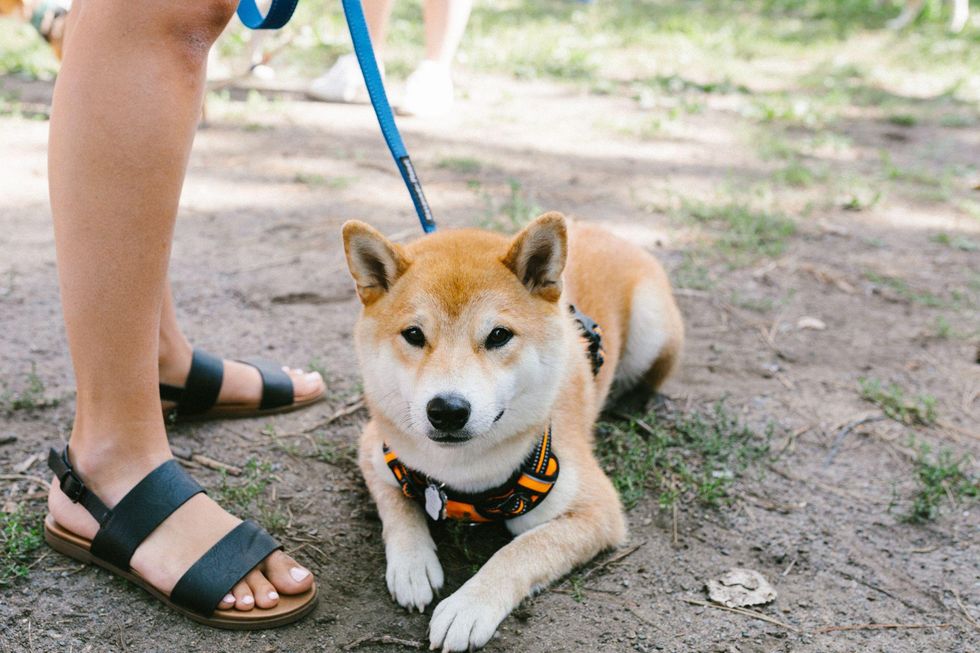 Shiba Inu dog.
