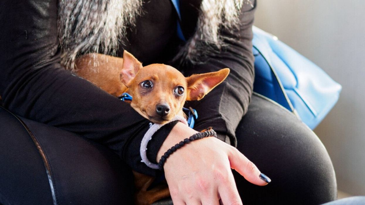 Small dog rides a bus in Venice.