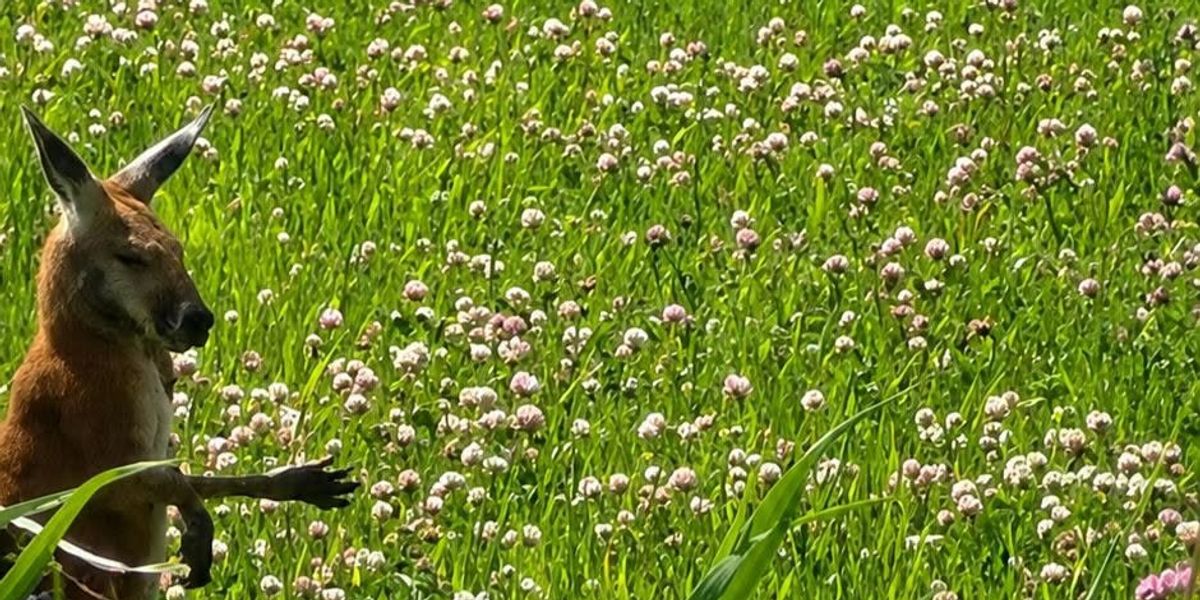 A marsupial has been hopping around Montreal's South Shore for days and no one can catch it A marsupial has been hopping around Montreal's South Shore for days and no one can catch it