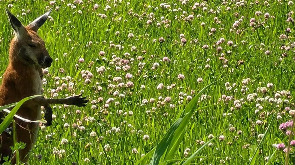 Small marsupial in a field.