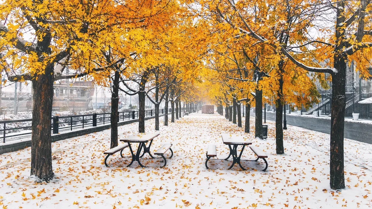 Snow blankets the ground on a Montreal street beneath trees with orange leaves.