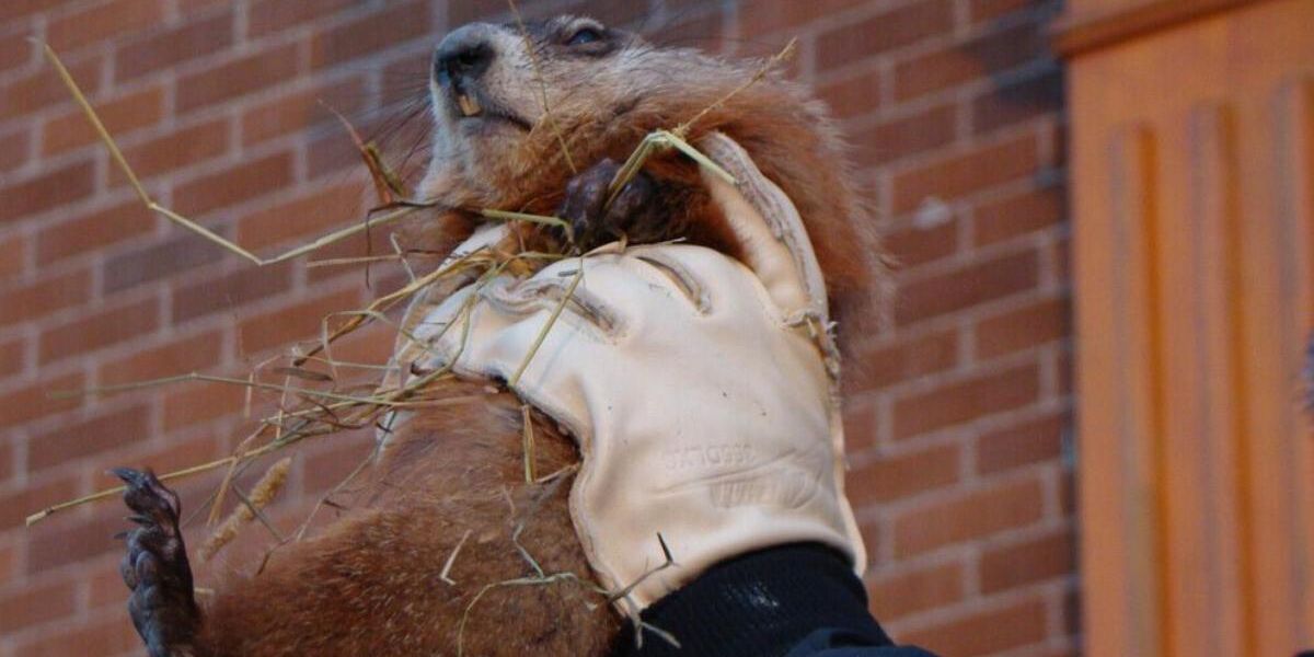 Are we getting an early spring? Here’s how Quebec’s Groundhog Day predictions turned out Are we getting an early spring? Here’s how Quebec’s Groundhog Day predictions turned out