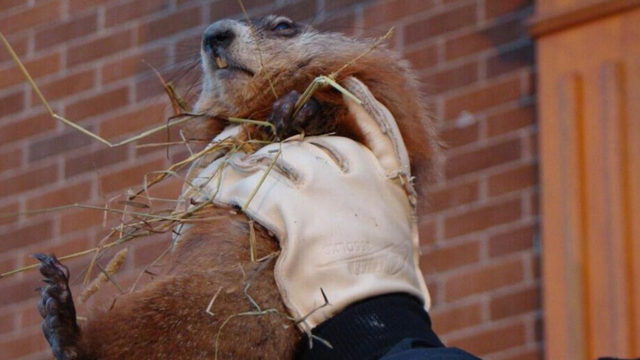 Someone holds up Fred on Groundhog Day.