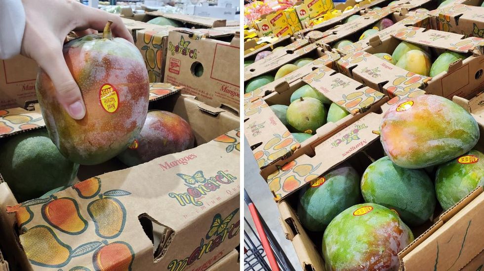 Someone lifts up a mango larger than their hand. Right: Boxes of mangoes.