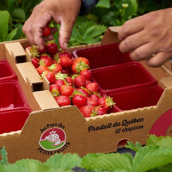 Someone places a strawberry in a box.