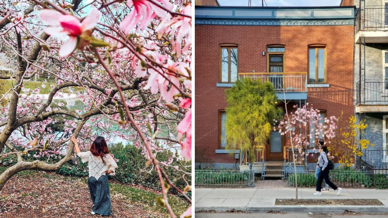 Someone standing amongst cherry blossoms. Right: People walking past a magnolia tree in Montreal.