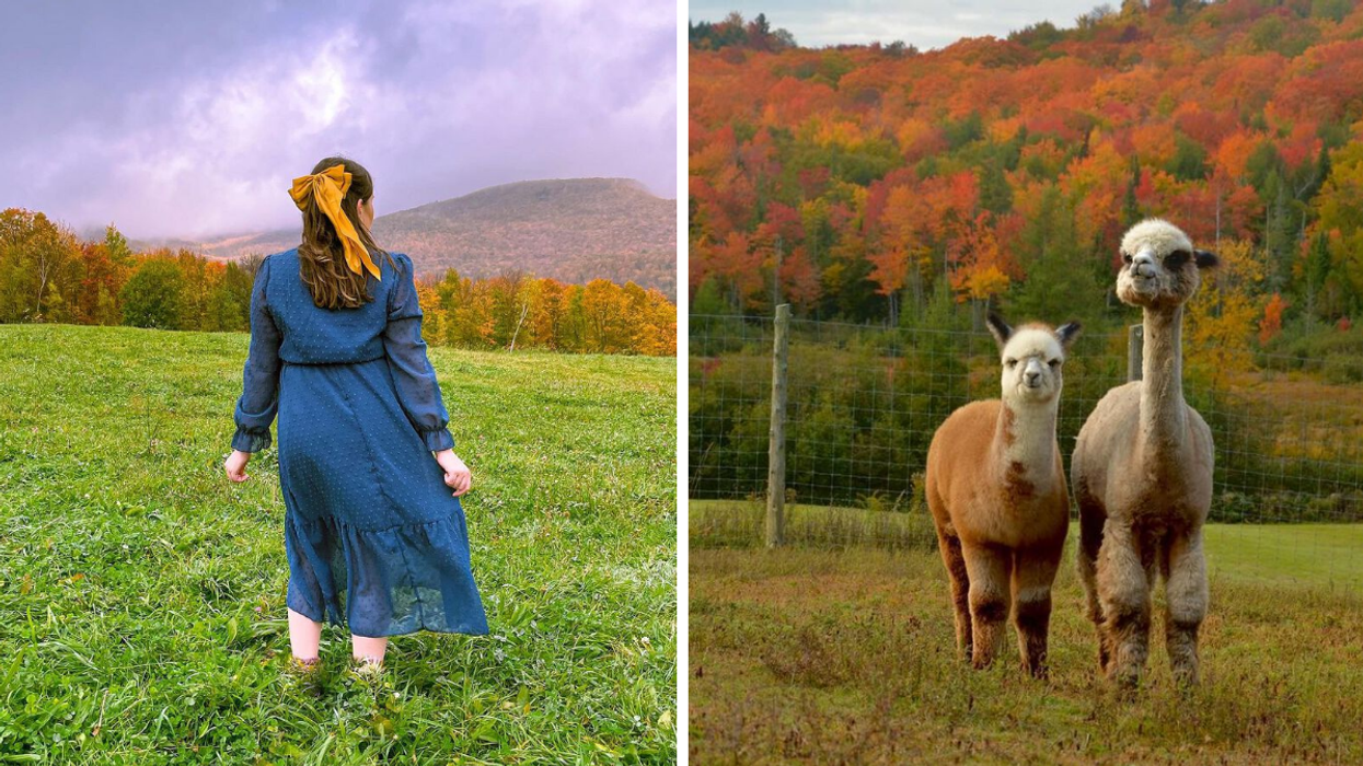 Someone standing in a field surrounded by mountains and colourful trees. Right: Two alpacas in a field amidst a backdrop of fall foliage.
