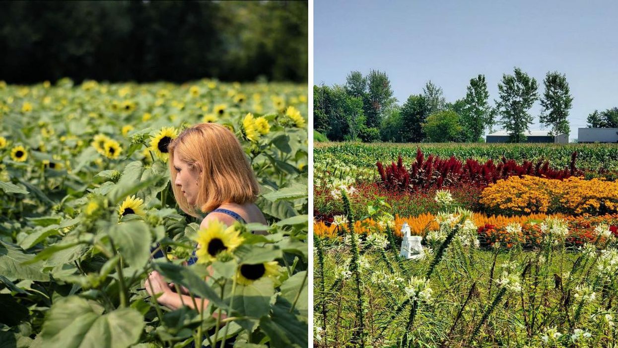 Someone stands in a field of sunflowers. Right: A small horse-shaped rocking chair in a field with dozens of variations of white, yellow, and red blooms.