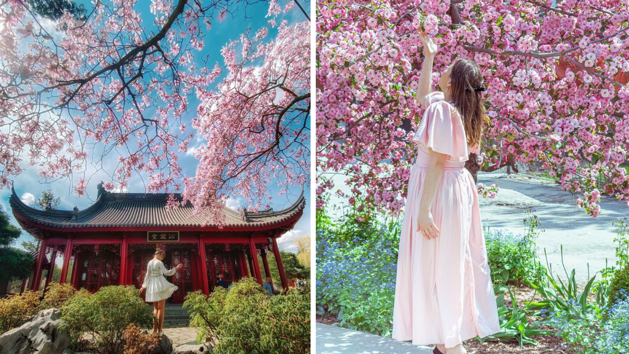 Someone stands in front of the Montreal Botanical Garden's Chinese pavilion with their back turned to the camera, as surrounding cherry blossoms frame the shot. Right: Someone in a pink dress holds their hand up to touch a cherry blossom flower on a blooming tree.