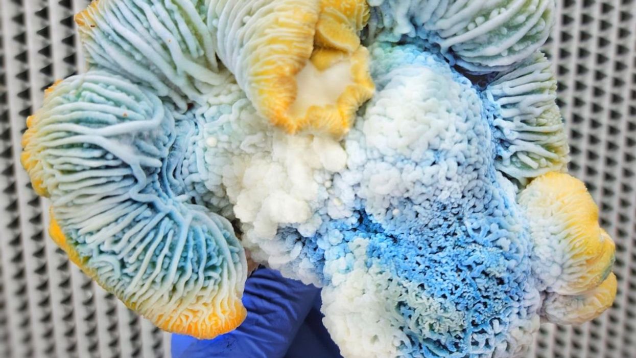 Someone wearing gloves holds a psilocybe mushroom.