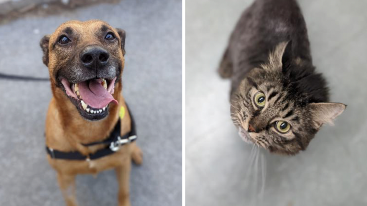 Spca jean talon adoption 2025