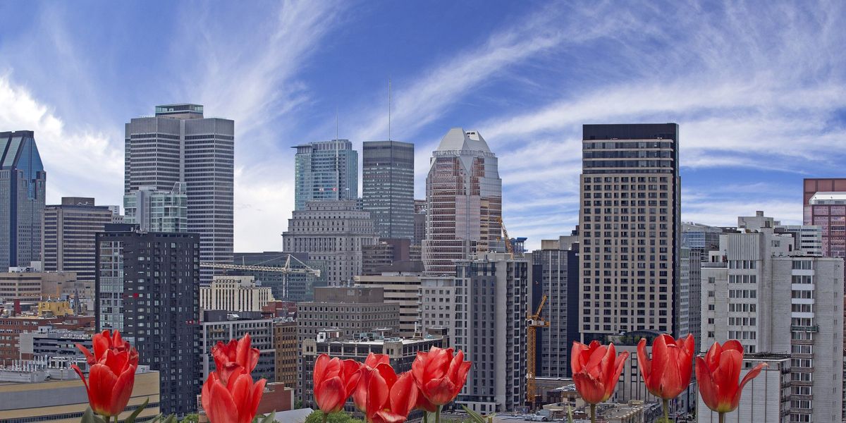Montreal’s weather is warming up but here’s why you shouldn’t leave your plants out (yet) Montreal’s weather is warming up but here’s why you shouldn’t leave your plants out (yet)