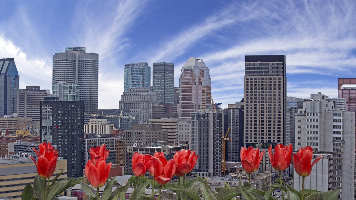 Spring in Montreal. Montreal city with red tulips on front.