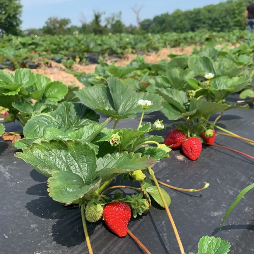 Strawberries in a field.