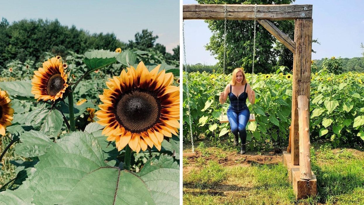 Sunflowers in a field. Right: Someone on a swing.