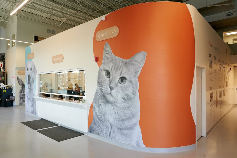 The bright reception area at Proanima animal shelter in Montreal features large dog and cat murals, directional signage, and a welcoming space for visitors looking to adopt a pet.