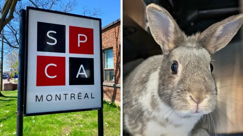 The exterior sign of the Montreal SPCA. Right: A bunny rabbit up for adoption at the Montreal SPCA.