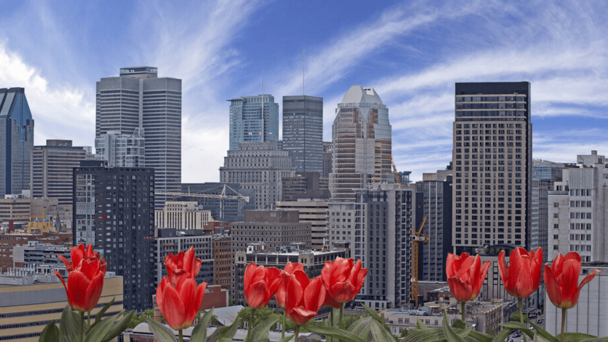 The Montreal skyline, with tulips blooming in the foreground to signal spring.