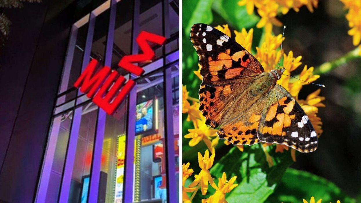 The window display of the new MEM. Right: A butterfly on a flower at the Montreal Insectarium.