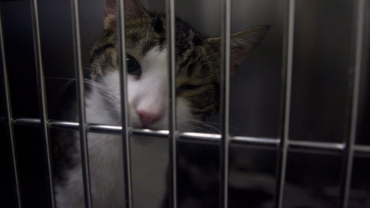 Third cat infected with raccoon rabies in Quebec