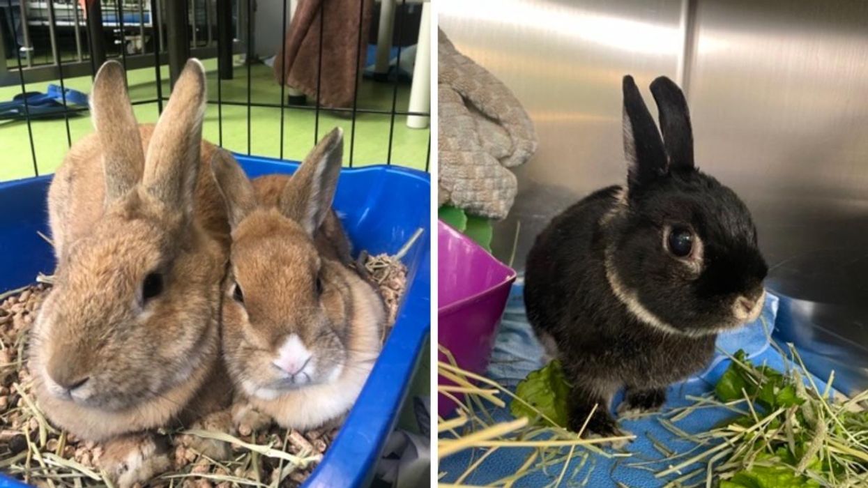 Three rabbits that are currently up for adoption at the Montreal SPCA.