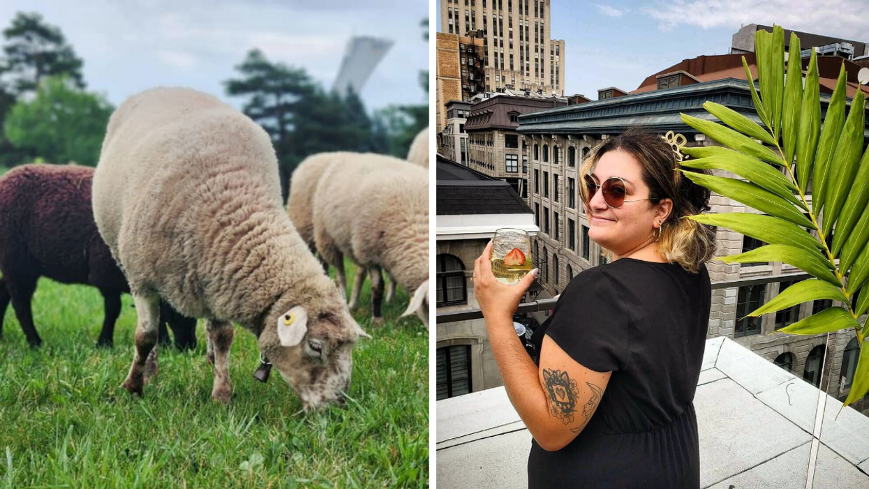 Three sheep eating grass at Parc Maisonneuve with the Olympic Stadium in the background. Right: Someone stands holding a drink at Montreal's Terrasse Nelligan.