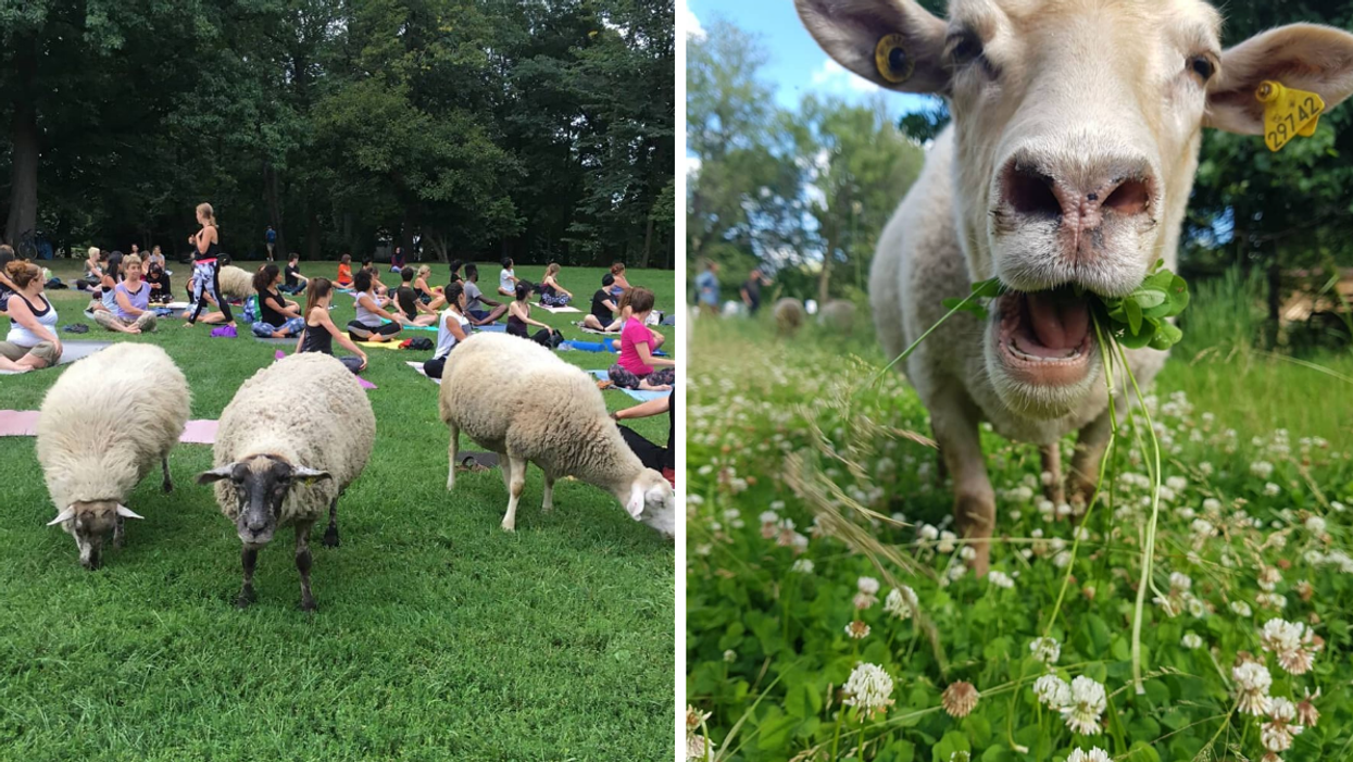 Three sheep stand in front of a yoga class at the park. Right: A close-up shot of a sheep eating grass at Montreal's Parc Maisonneuve.