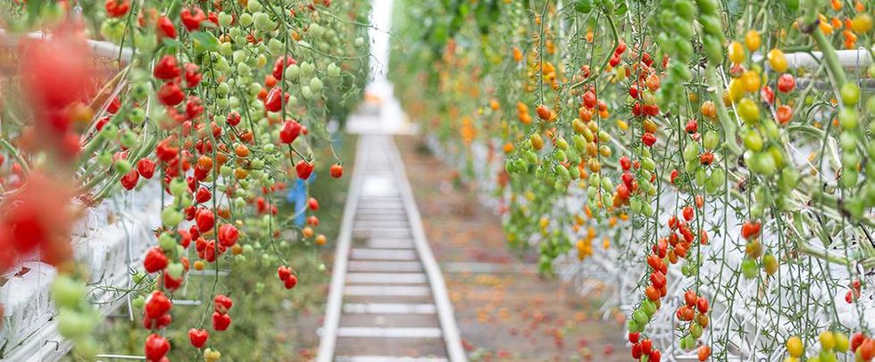 Tomatoes growing in large clusters in the biggest greenhouse in Ville Saint-Laurent.