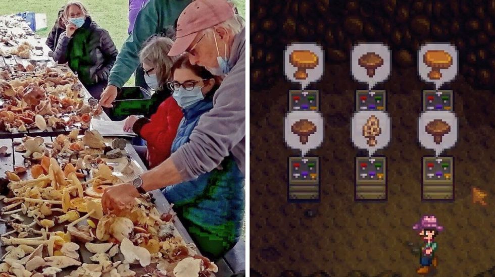 Tons of mushrooms laid out on a picnic table while experts identify them. Right: A Stardew Valley player in a cave filled with pixelated chanterelle, morel and regular brown mushrooms.
