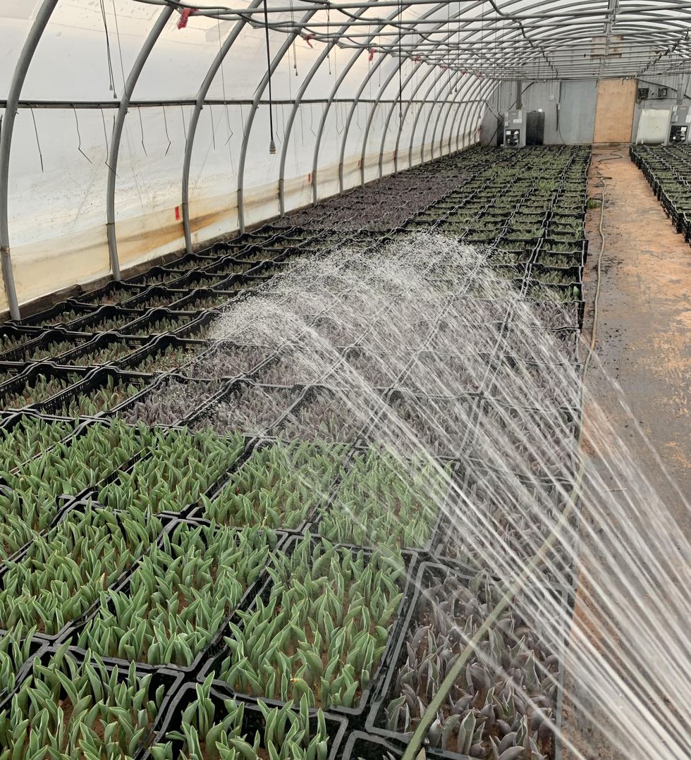 Tulips growing in a Tulipes.ca greenhouse.