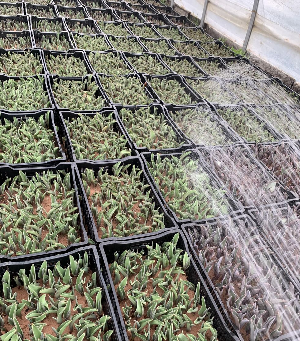 Tulips growing in a Tulipes.ca greenhouse.