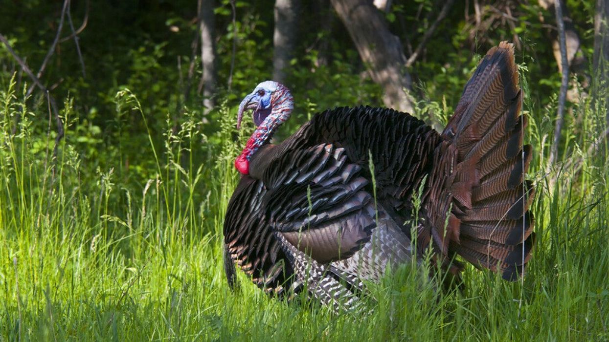 Turkey in the wild.