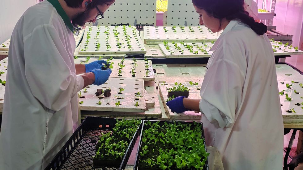 Two AquaVerti workers wearing white lab coats and plastic gloves place lettuce seedlings in styrofoam boards covered in rows of holes.
